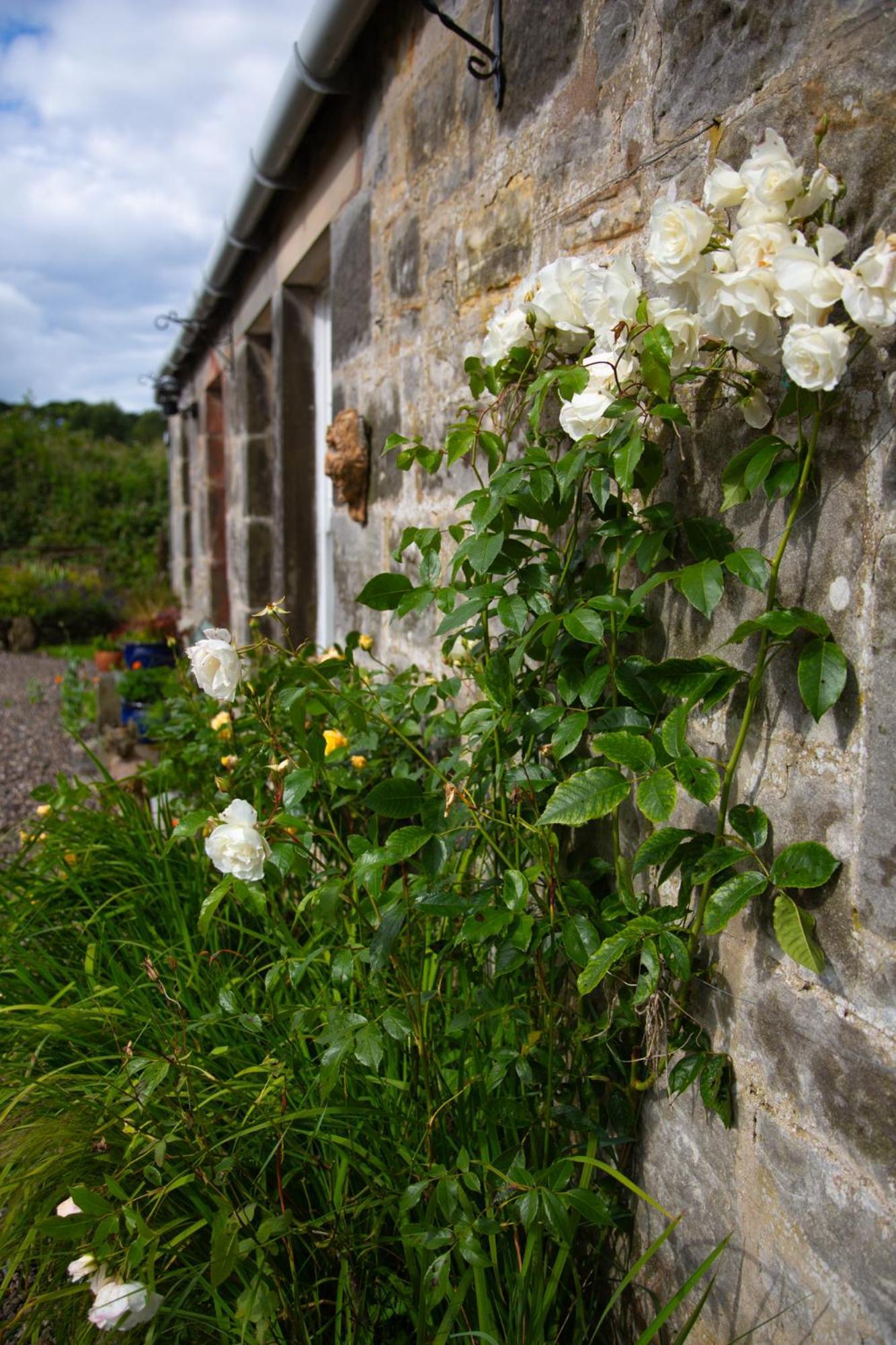 Balmungo Cottage B&B St Andrews Kültér fotó